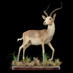 White Flank Impala Fullmount 20250704 73042