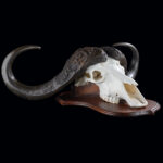 Buffalo Fullskull Shieldmount Table Display 20250415 72974