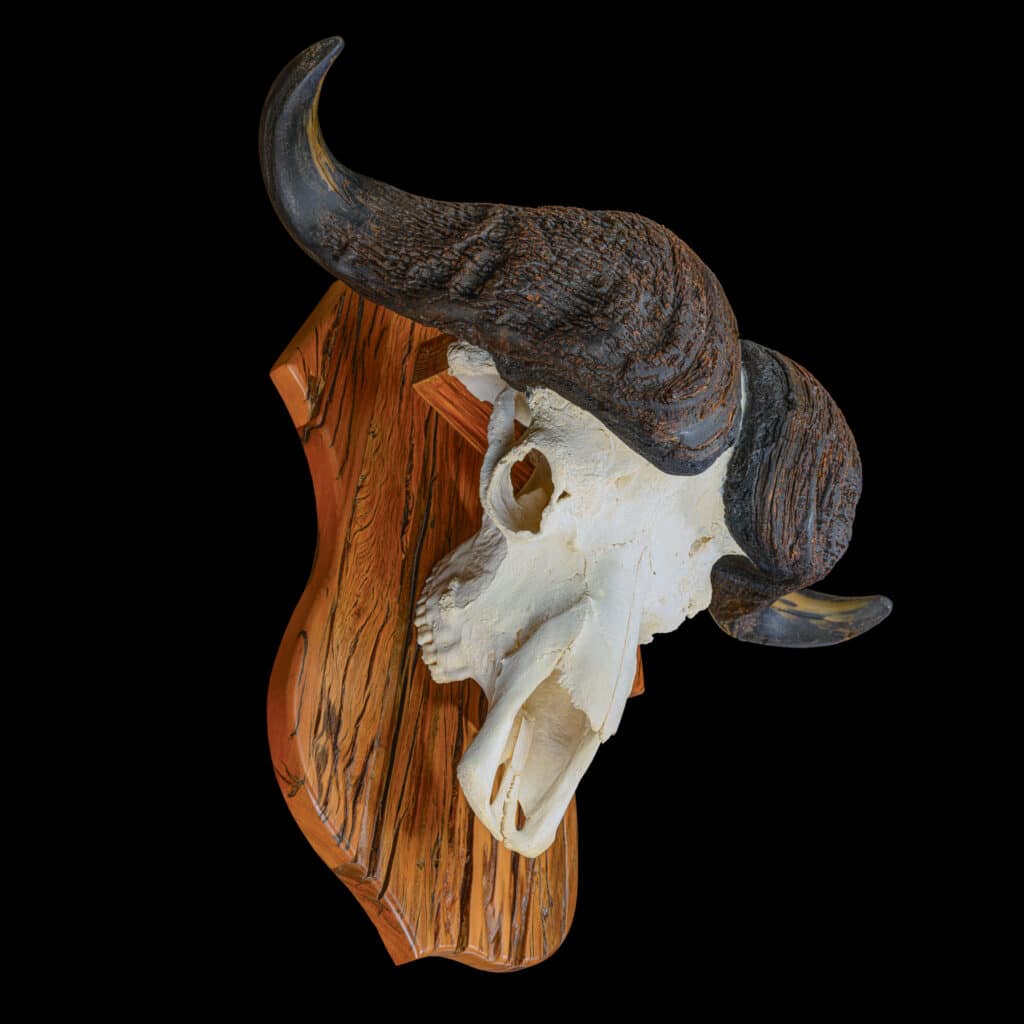 Buffalo Fullskull Shieldmount on Sleeper Wood Shield 20220404 7571