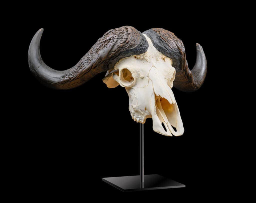 Buffalo Fullskull on Metal Stand 20211125 0004