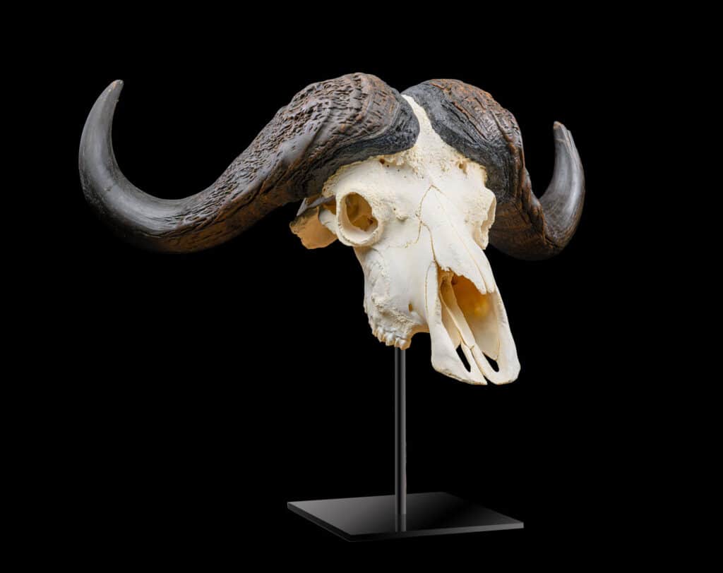 Buffalo Fullskull on Metal Pedestal 20211125 0004