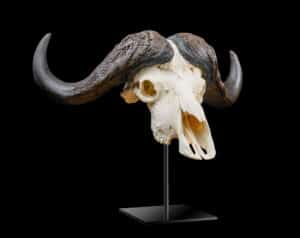 Buffalo Fullskull on Metal Stand 20211125 0004
