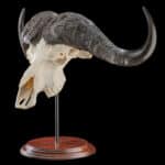 Buffalo Fullskull on Metal Stand with Wood Base 20230518 7423