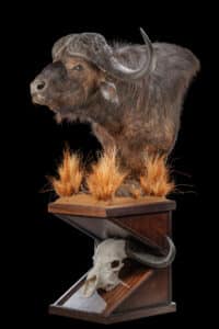Buffalo Pedastalmount with Buffalo Fullskull on custom base with habitat 20230620 51893