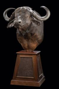 Buffalo Pedestalmount on Custom Base with Buffalo Leather Inlays 20230627 51894