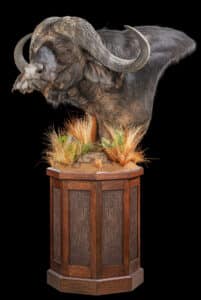 Buffalo Pedestalmount on Custom Base with Buffalo Leather Inlays and Habitat 20230622 51895 (1)