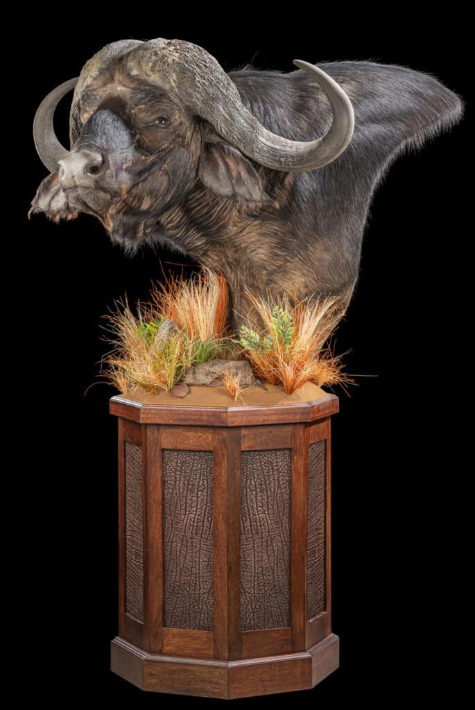 Buffalo Pedestalmount on Custom Base with Buffalo Leather Inlays and Habitat 20230622 51895 (1)