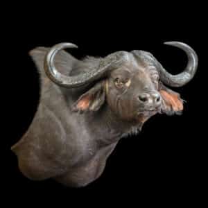 Cape Buffalo Wall Pedestalmount R/T Curvedback 20170717 7649