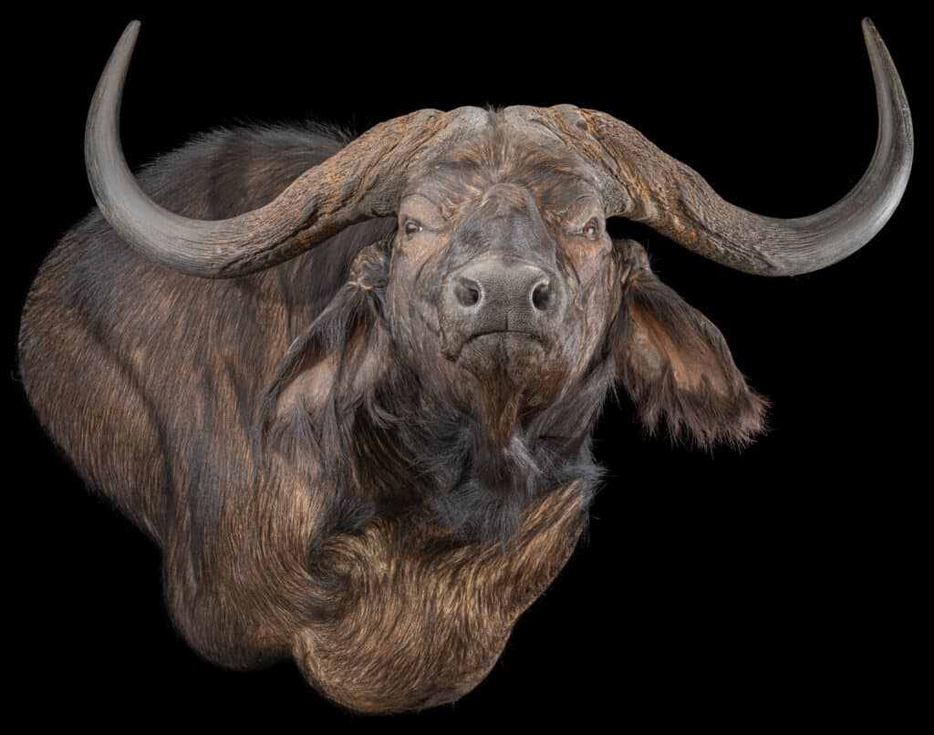 Buffalo Wall Pedestalmount Right Turn Flatback 20230518 51960