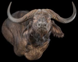 Buffalo Wall Pedestalmount Right Turn Flatback 20230518 51960