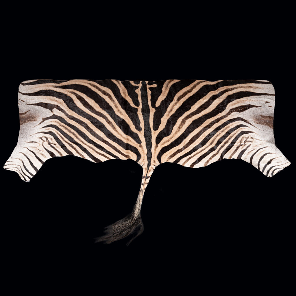 Burchell's Zebra Backskin Tan 20250604 73016