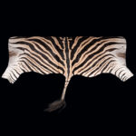 Burchell's Zebra Backskin Tan 20250604 73016