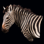 Burchell's Zebra Wall Pedestalmount L/T Curvedback 20250521 72978