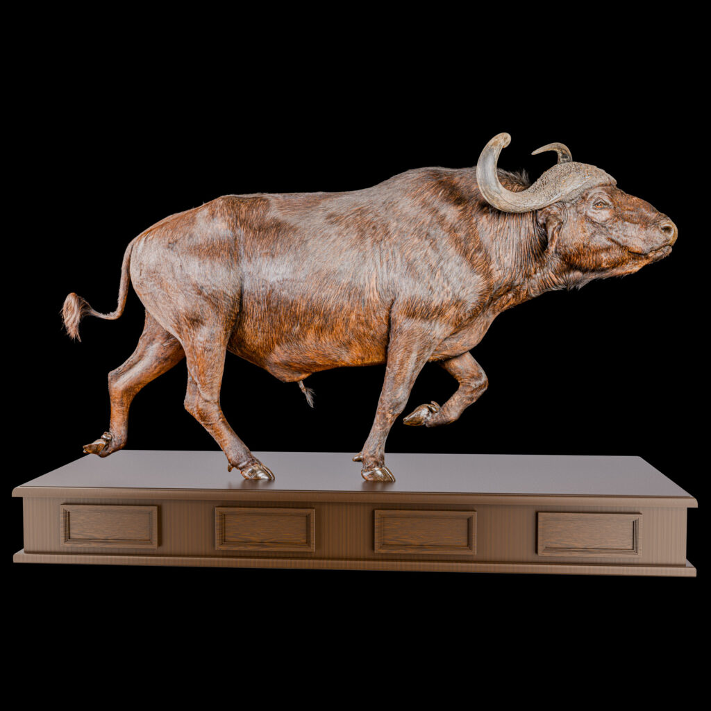 Cape Buffalo Fullmount on Custom Base 20251118 73289