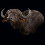 Cape Buffalo Wall Pedestalmount L/T Flatback 20250610 73022