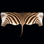 Hartmann's Zebra Backskin Tan 20250610 73028