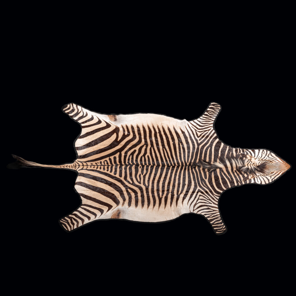 Hartmann's Zebra Flatskin Tan & Felt 20250604 73014