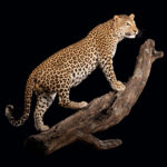 Leopard Fullmount Wall Display 20250519 72975