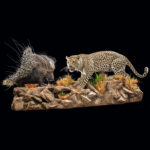 Leopard & Porcupine Fullmount Combination Wall Display 20250306 72994