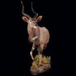 Nyala Halfmount 20250422 72964