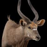 Nyala Shouldermount 20230505 51962