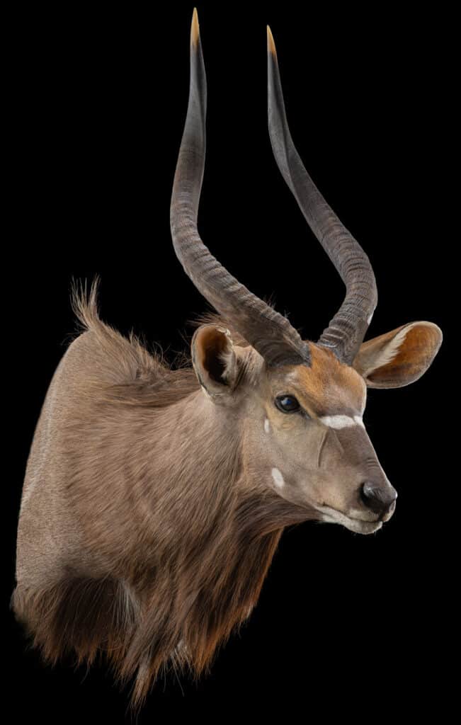 Nyala Shouldermount 20230505 51962