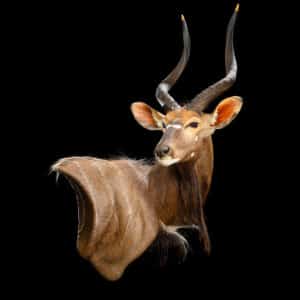 Nyala Wall Pedestalmount 180º R/T Curvedback 20220805 72636