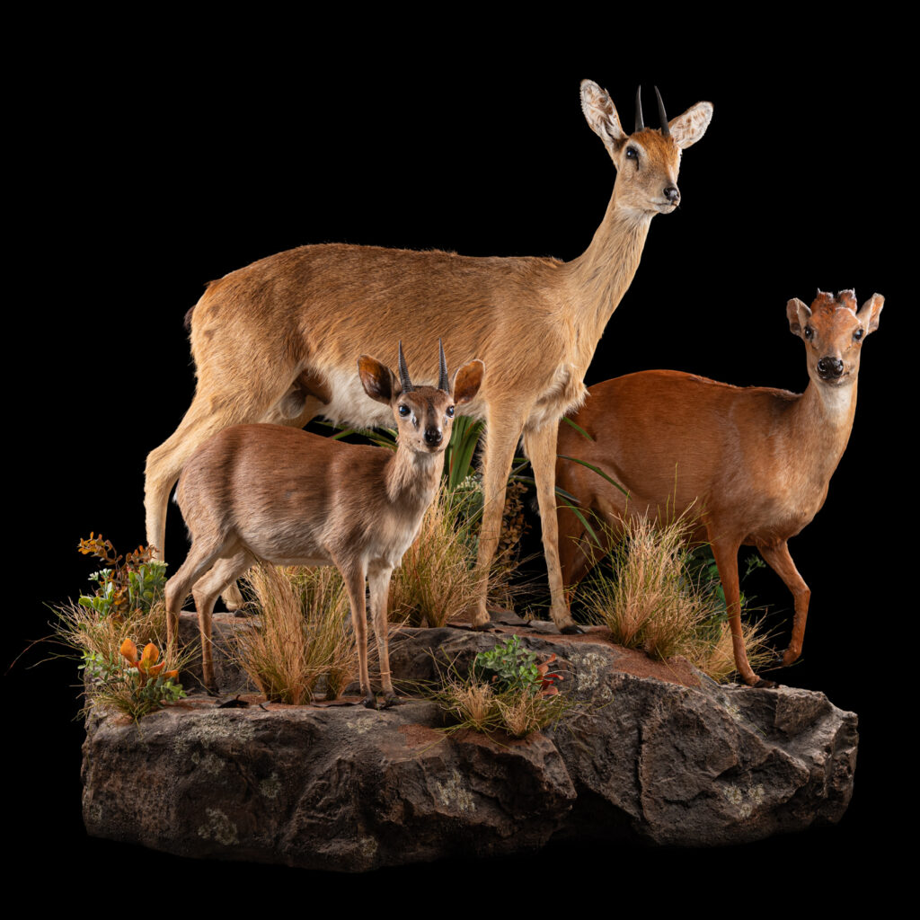 Oribi, Red Duiker & Suni Fullmount Combination Wall Display 20250523 72995