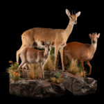 Oribi, Red Duiker & Suni Fullmount Combination Wall Display 20250523 72995