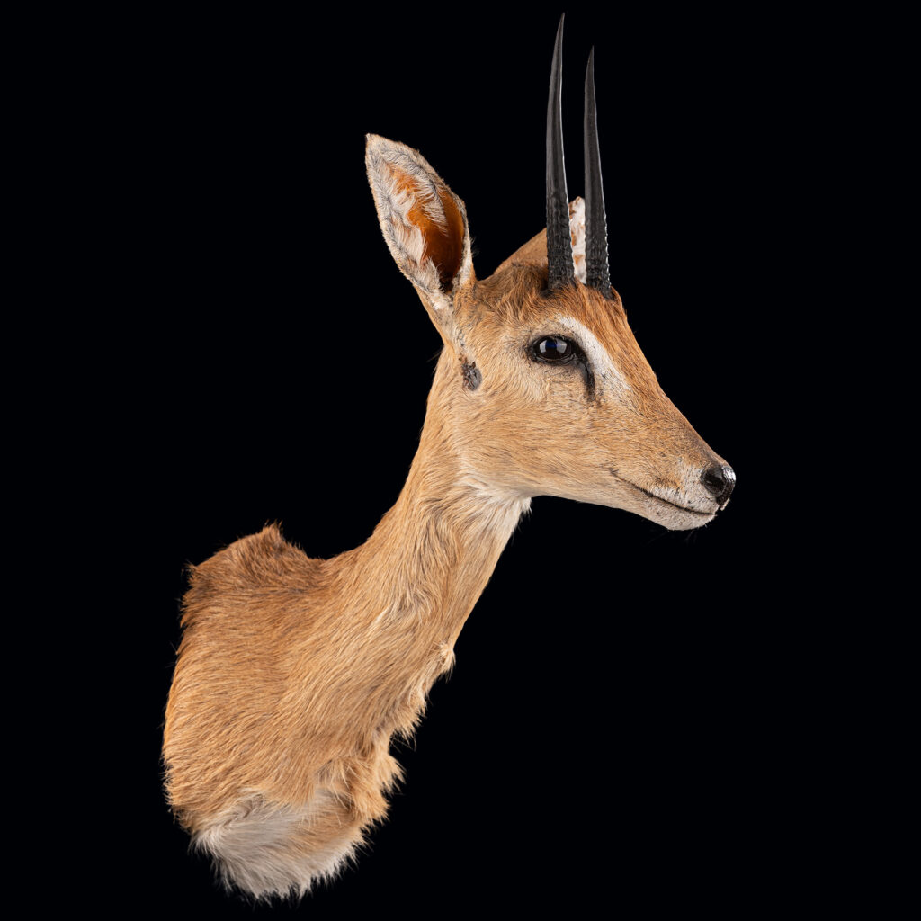 Oribi Shouldermount STR 20250519 72976
