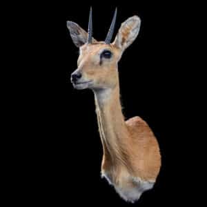 Oribi Shouldermount STR 20191024 72661