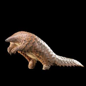 Pangolin Fullmount 20220830 72665