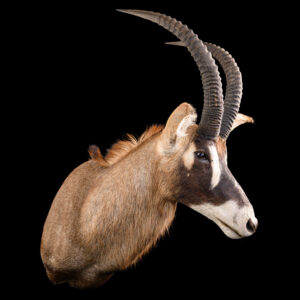 Roan Shouldermount R/T 20250821 73341