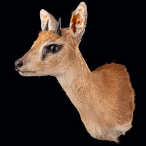 Sharpe's Grysbuck Shouldermount STR 20250519 72977