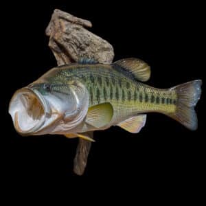 Fish Fullmount 20240530 7691