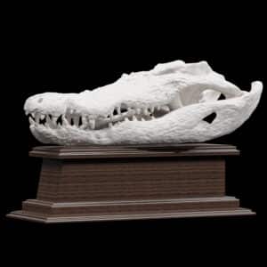 Crocodile Fullskull on Custom Pedestal 20241112 72811