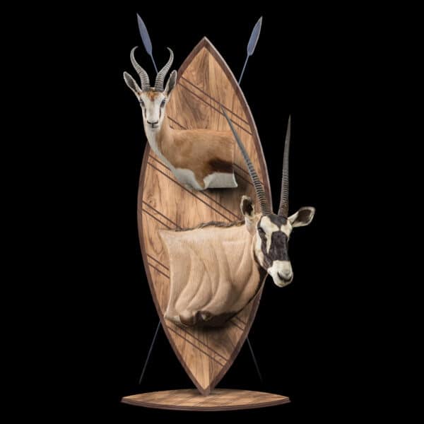 Springbuck Shield GEMSBUCK ORYX Taxidermy South Africa | Get GEMSBUCK ORYX Trophy Quote