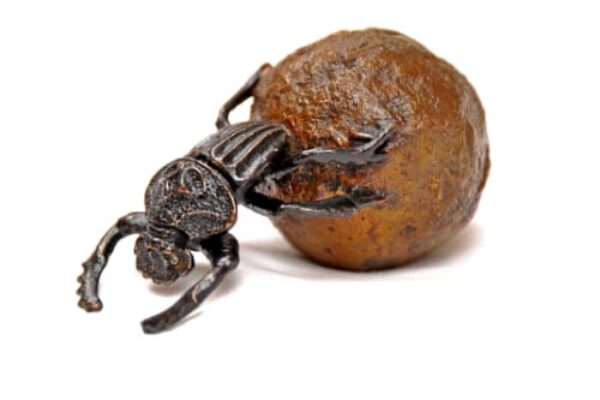 Beetle