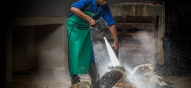 Cleaning Skulls