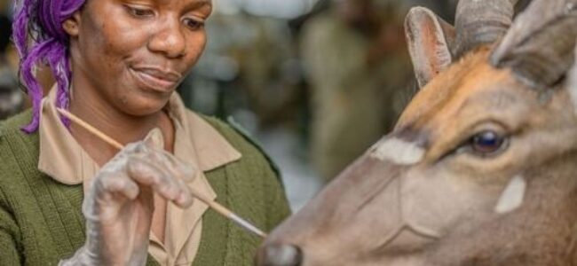 The Taxidermy Process