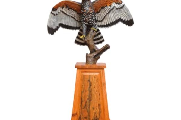Roy's eagle